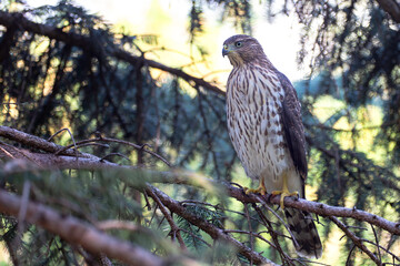 hawk in the tree