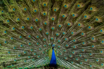 Fotobehang Close up of a peacock  © Kandarp