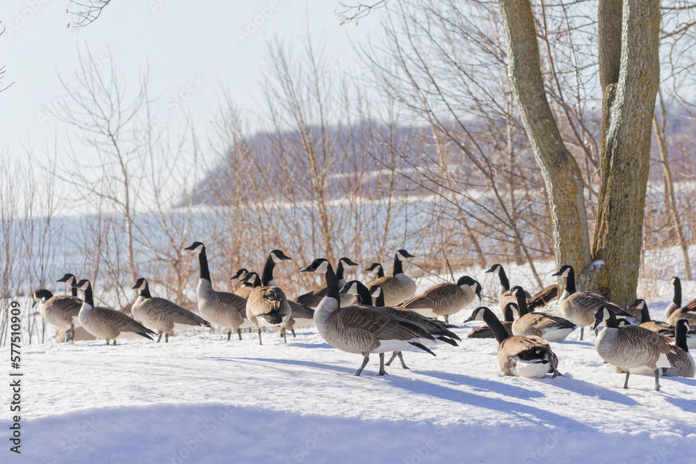 Poster Flock of Canada geese (Branta canadensis)on the hore of lake Michigan