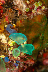 Tunicate on coral reef, underwater