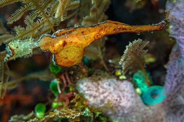 Thin Ghost Pipefish in Bali Indonesia