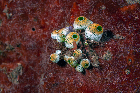 Tunicate on coral reef, underwater