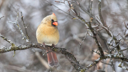 female cardinal 