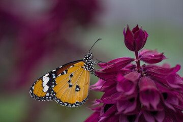 butterfly on flower