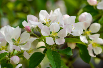 A branch of a forest apple-tree blooming with white-pink flowers