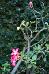 Obraz na płótnie Canvas Beautiful azaleas against a tree fence background