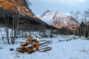 felled trees in snow in front of the Vassdal peak