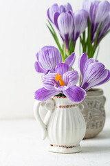 Close up of spring violet crocus saffron in pot