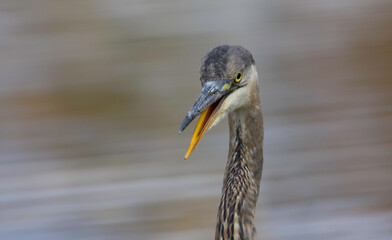 great blue heron