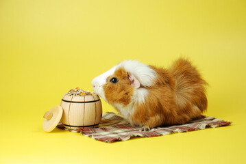 guinea pig eats dry food from a wooden barrel.