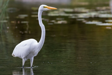 great white heron