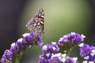 butterfly on flower painted lady 