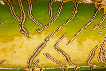 Deep withered scars on the bark of a green yellow cactus. Abstract exotic natural background...