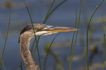 great blue heron