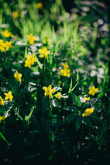 Green spring background with wild yellow flowers