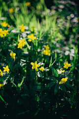 Fototapeta premium Green spring background with wild yellow flowers