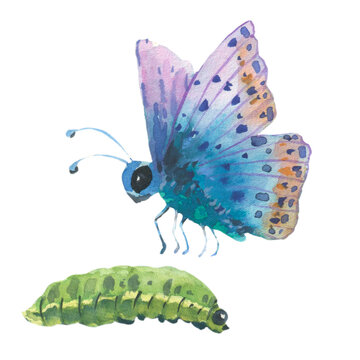Watercolor blue butterfly and caterpillar, isolated on white background. Hand drawn painting insect illustration.