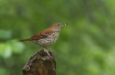 brown thrush
