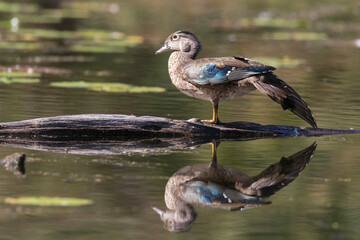 wood duck 