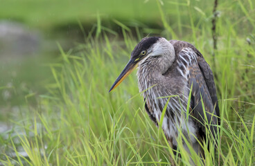 great blue heron