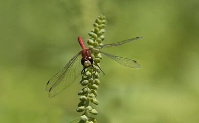 dragonfly resting on a leaf