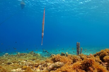 Trumpetfish (Aulostomidae) and coral reef with sea sponge. Coral reef with marine wildlife, blue...