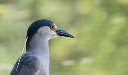 night heron 