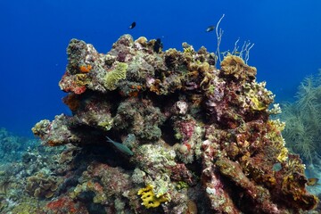Colorful tropical reef in the blue ocean. Healthy marine ecosystem, underwater photography from...