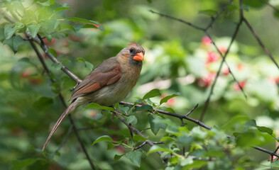 cardinal female 