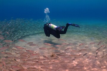 Scuba diver swimming with the school of fish. Vortex of fish in the blue ocean. Underwater...