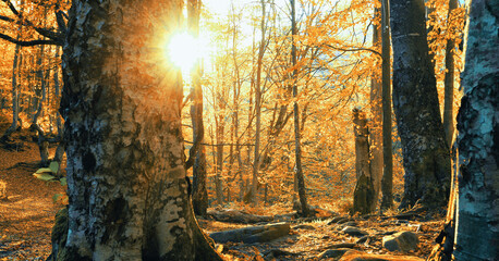 autumn morning view in the forest, colorful nature scenery	