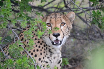 Cheetah in Hwange National Park