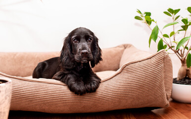A black cocker spaniel puppy lies in a dog bed. Cute puppy two months old, looking directly into the lens. There is a small green tree near the sunbed. The photo is blurred - obrazy, fototapety, plakaty