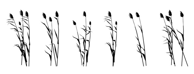 Set of reed shoots. Coastal reeds. Swamp landscape. View of the river bank. Silhouette picture. Isolated on white background. Vector. - obrazy, fototapety, plakaty