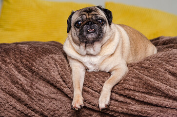 picture of a pug on the couch 2