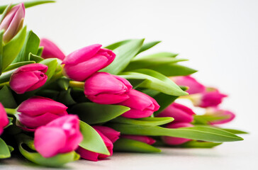 Obraz premium Beautiful pink tulips on a white background