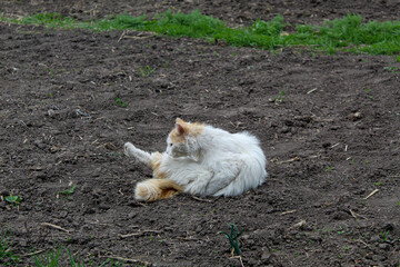 Naklejka na ściany i meble White cat sits on the ground and washes itself