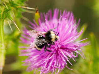 Closeup Black And Yellow Bee On Purple Flower