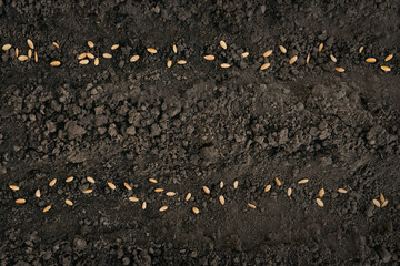 Two rows of seed sowing season planting seeds soil ground earth garden soil farm garden ground background. Seedbed. Two line seed in ground. Gardening. Fertile soil background. Farming. Planting crops