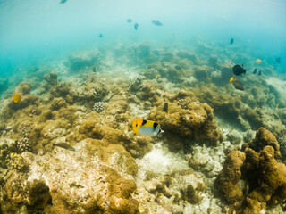 Obraz na płótnie Canvas corals and tropical fish underwater sea life