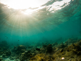 corals and tropical fish underwater sea life