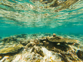 corals and tropical fish underwater sea life