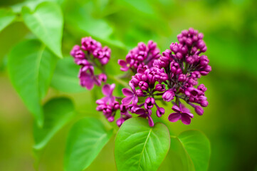 Beautiful lilac flowers branch on a green background, natural spring background.