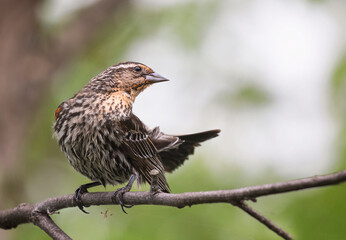 sparrow on a branch