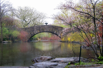 spring rain showers over a rustic stone bridge and pond in central park with blossiming flowers and a single figure