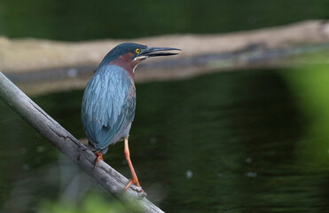 Green Heron