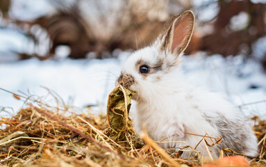 A small white rabbit is sitting on hay and chewing a leaf. He sits sideways against a background of snow and blurred branches. The photo is blurred