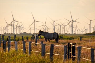 Wind turbines in North Friesland/ North Sea in the evening light, in the foreground a horse's paddock