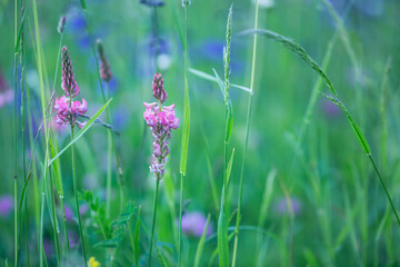 Beautiful meadow flowers, Onobrychis viciifolia - 577525340
