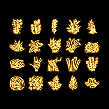 Aquatic Seaweed Natural Plant neon glow icon illustration